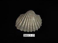 藏品(血蚶)的圖片